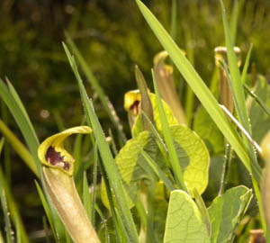 Aristolochia pallida / Aristolochia pallida